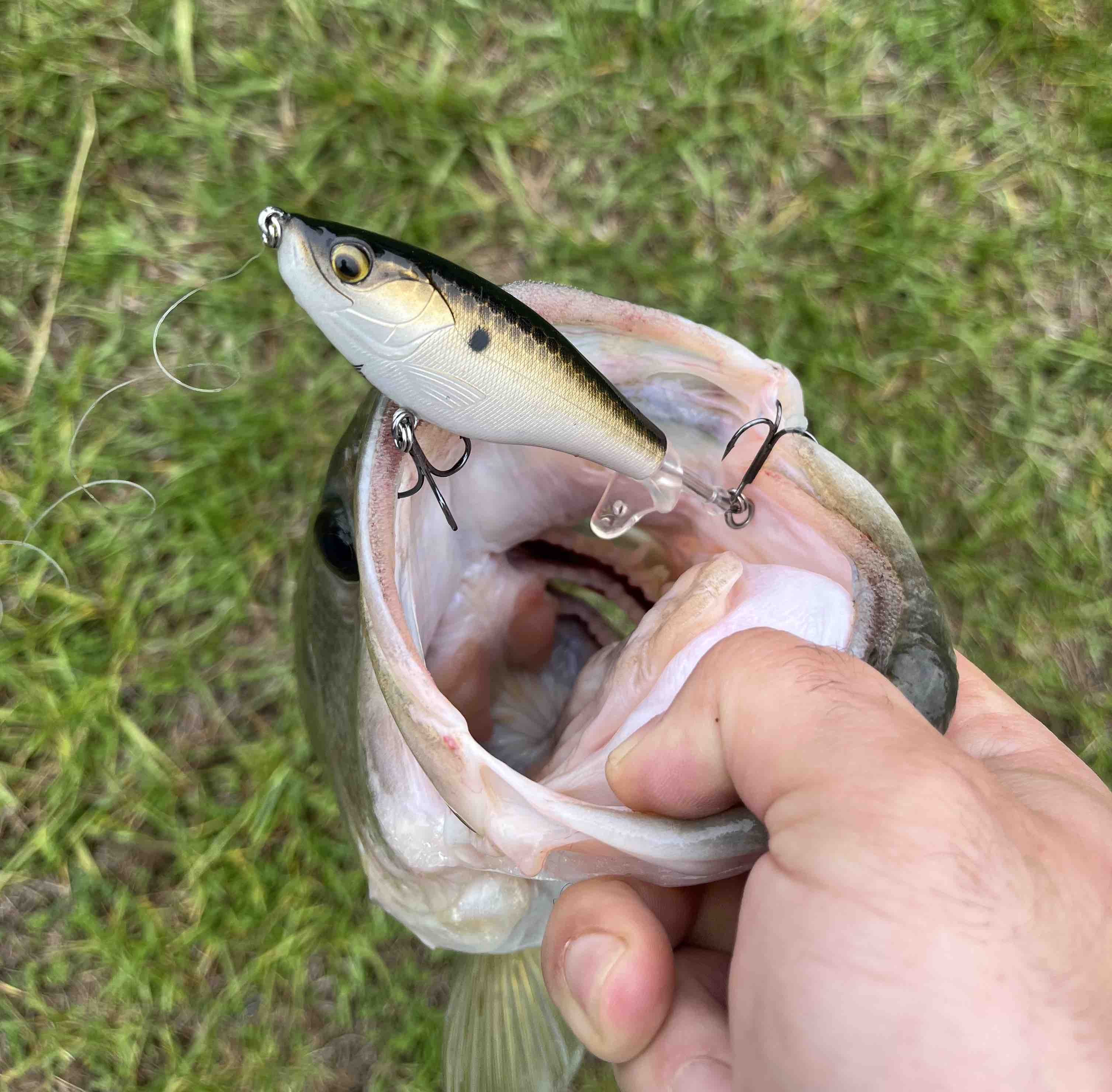 Image of Andrew P with a monster 4 lbs bass caught using a TSA Gold Shad Plopper lure