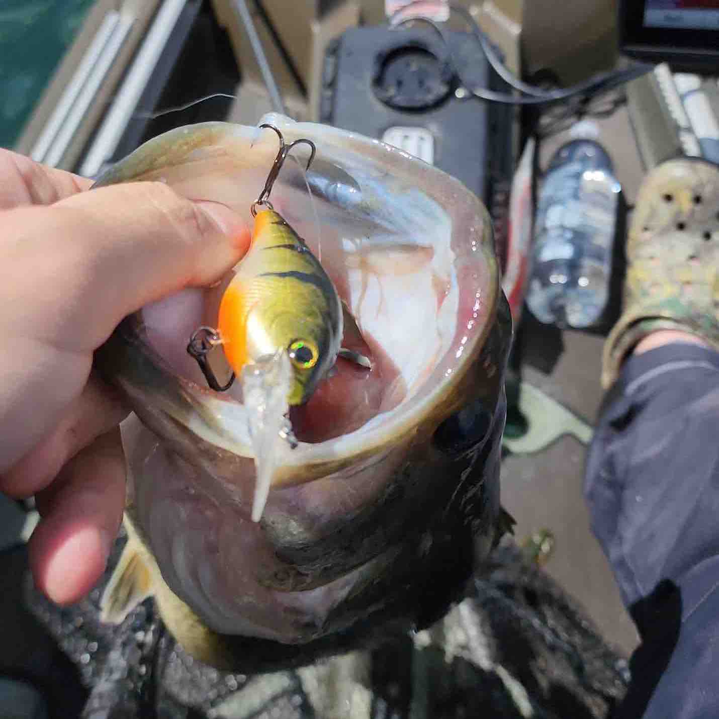 Image of Kevin C with a monster 4 lbs bass caught using a Perch Medium Diver TSA lure